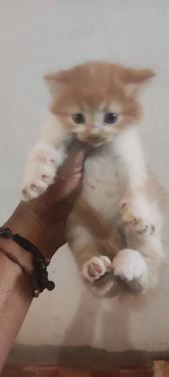 Gatos angora  - Foto 3