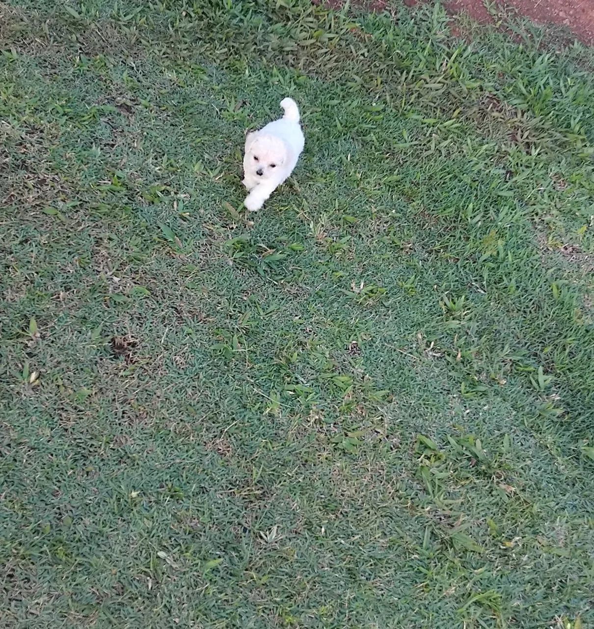 Poodle ?  - Foto 4