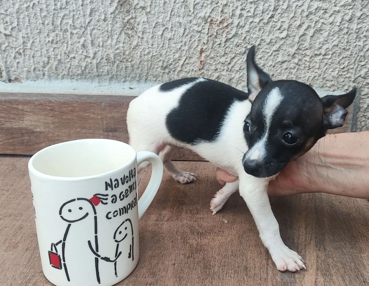 Pinscher - Foto 5