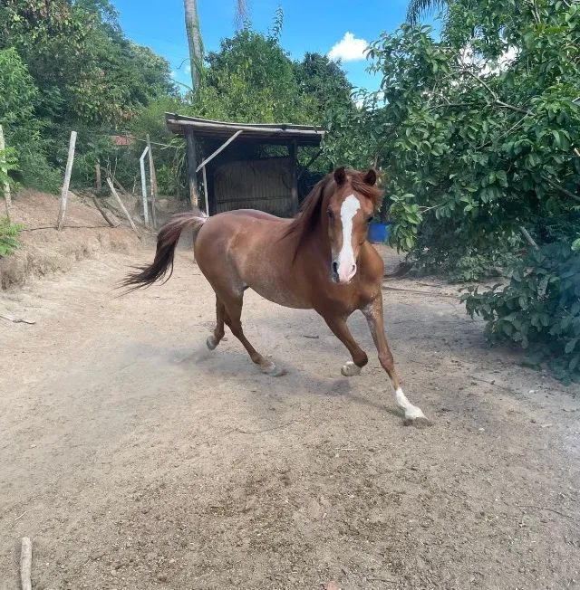 Cavalo Arabe - Foto 4