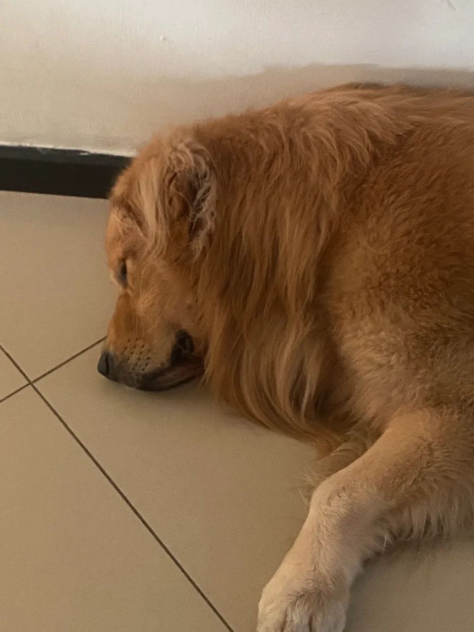 Golden Retriever - Foto 2