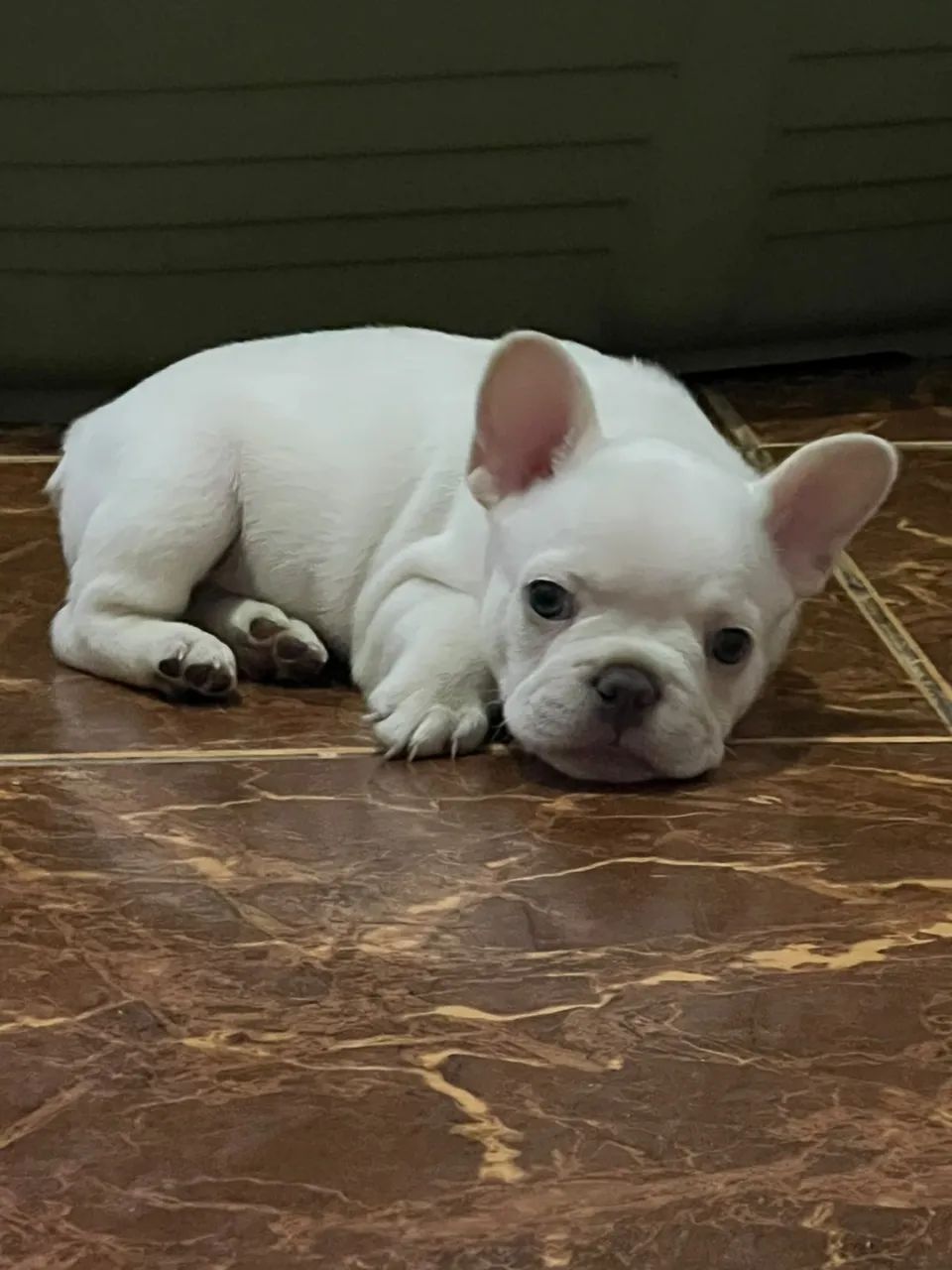 Menino Lilac Platinum 