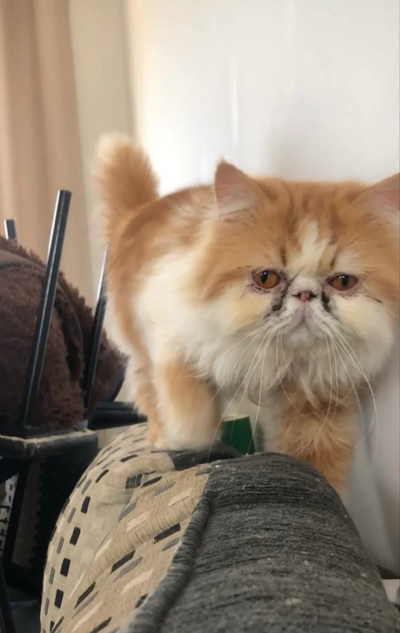 Doação Gatos Persas Castrados - Foto 6