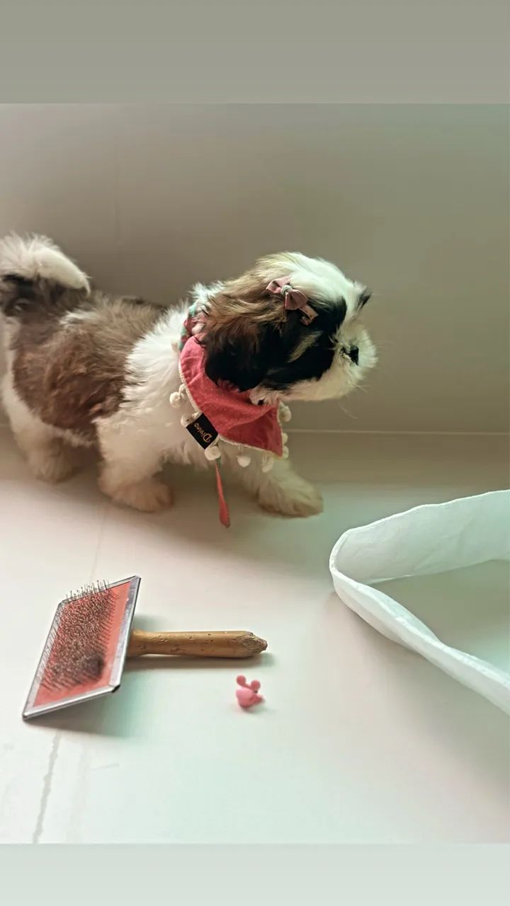 Shihtzu - Foto 3