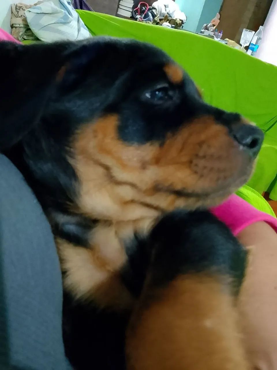 Cachorro  - Foto 3