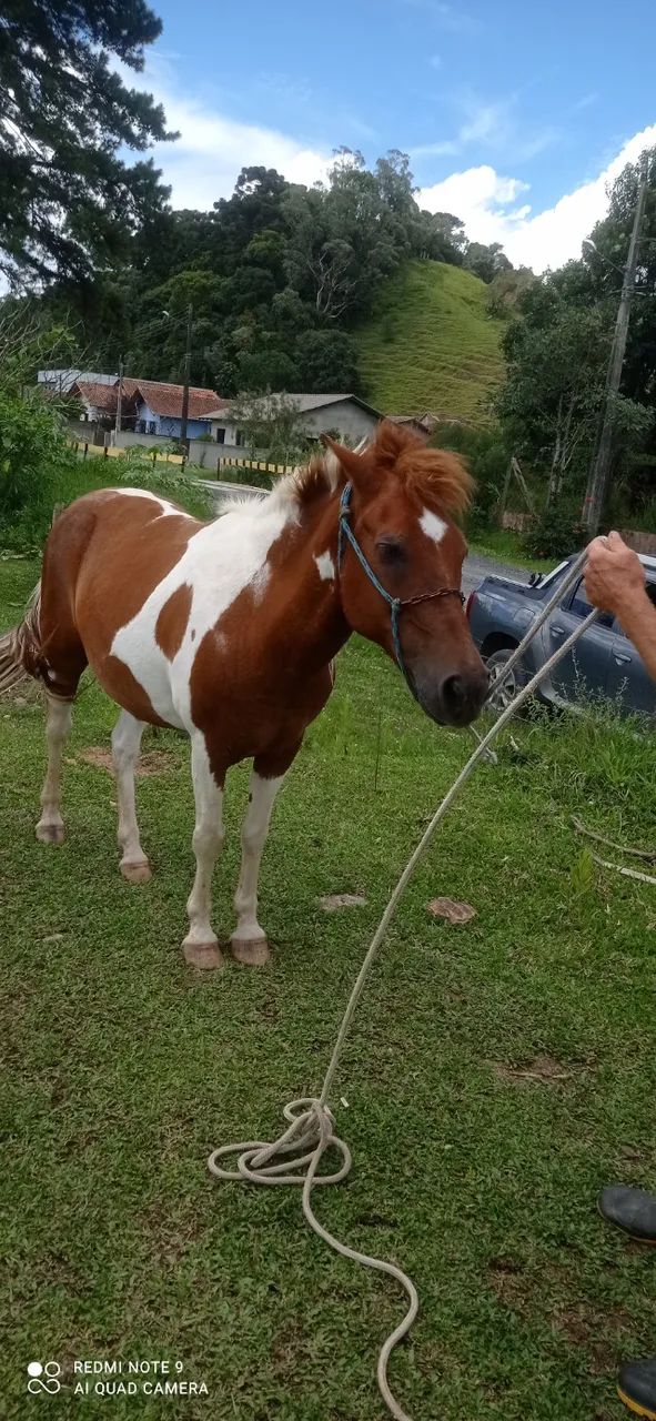 Petiço pampo manso de montaria. - Foto 3