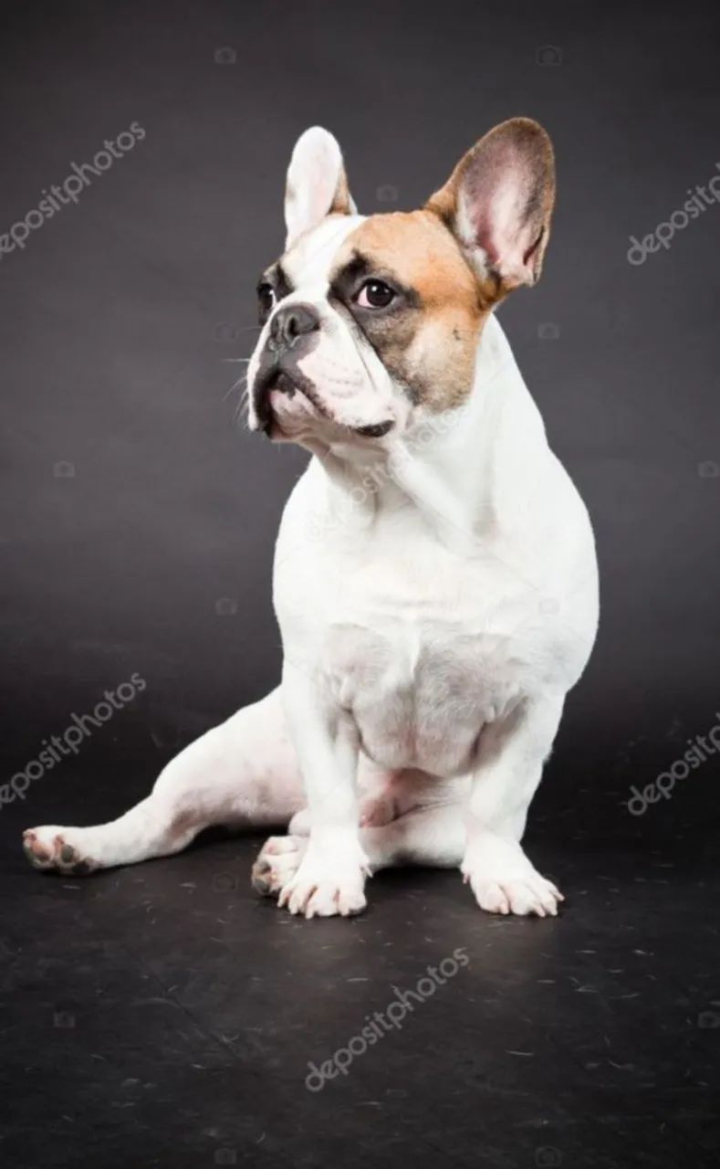 Buldogue Francês - Foto 2