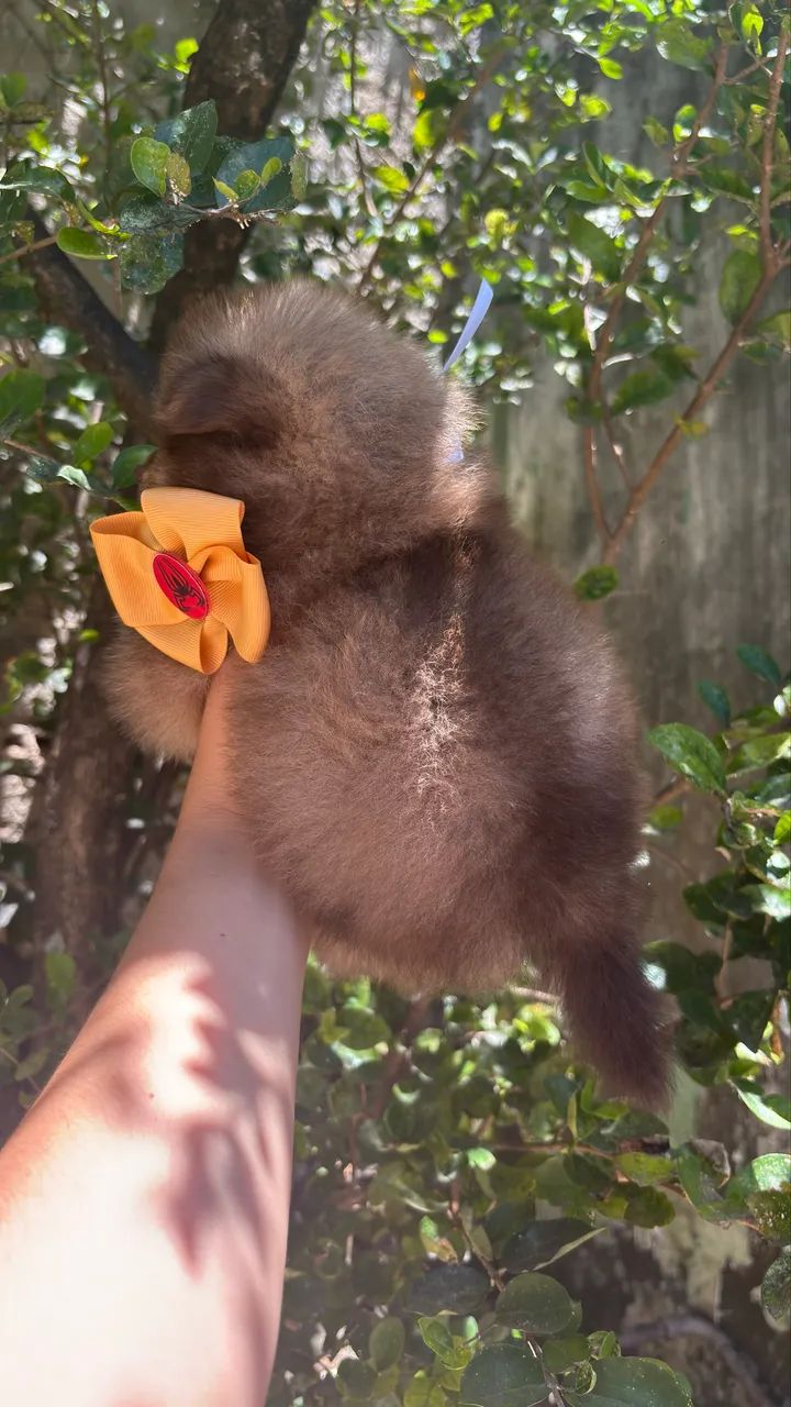 Spitz alemão MACHO - Foto 3