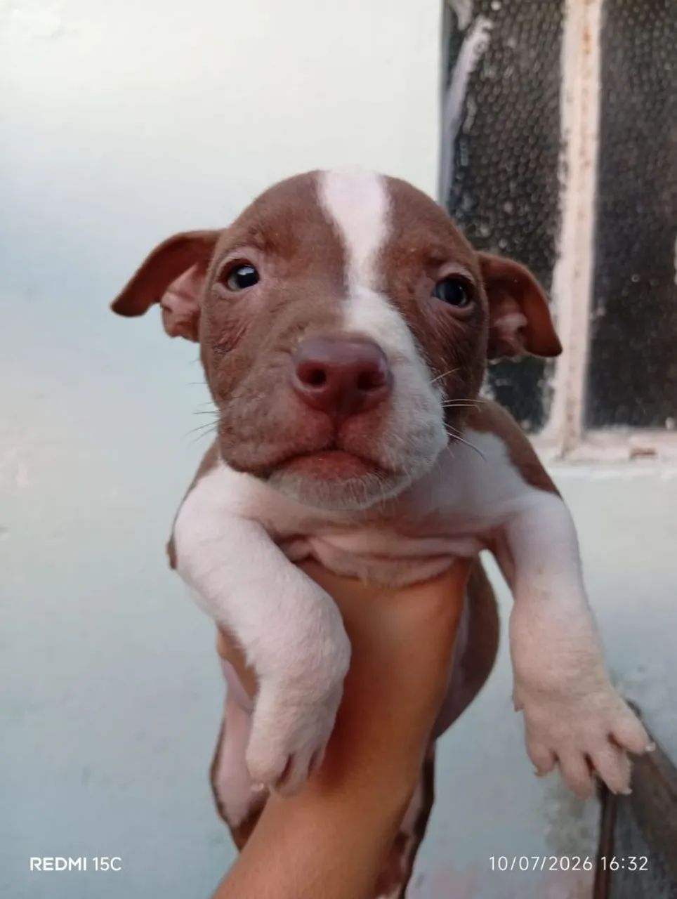 Filhote de Pitbull 