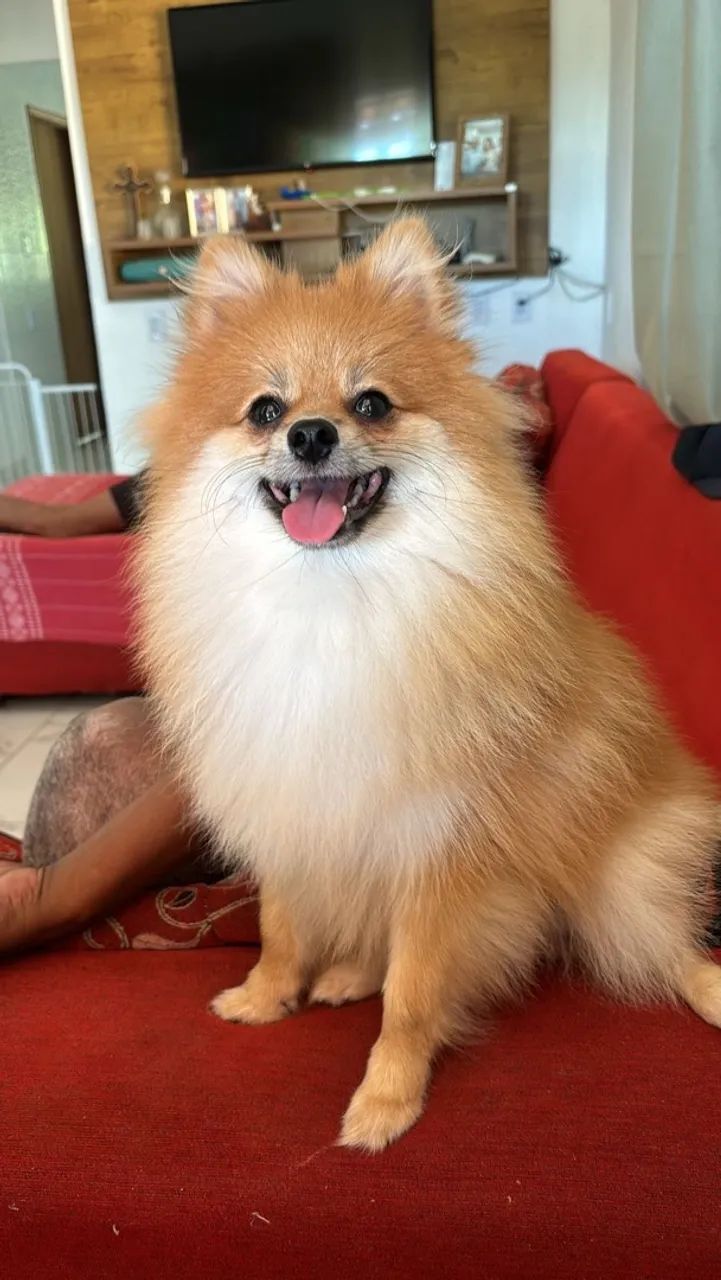 Cachorro  - Foto 5