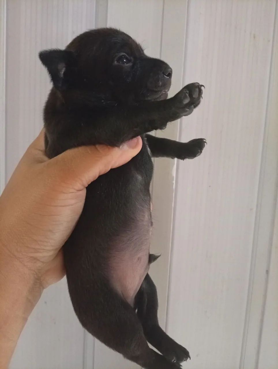 Filhote pinscher macho N1 disponível  - Foto 3