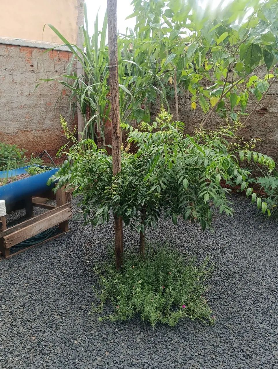 Vendo casa sozinha no lote  - Foto 3