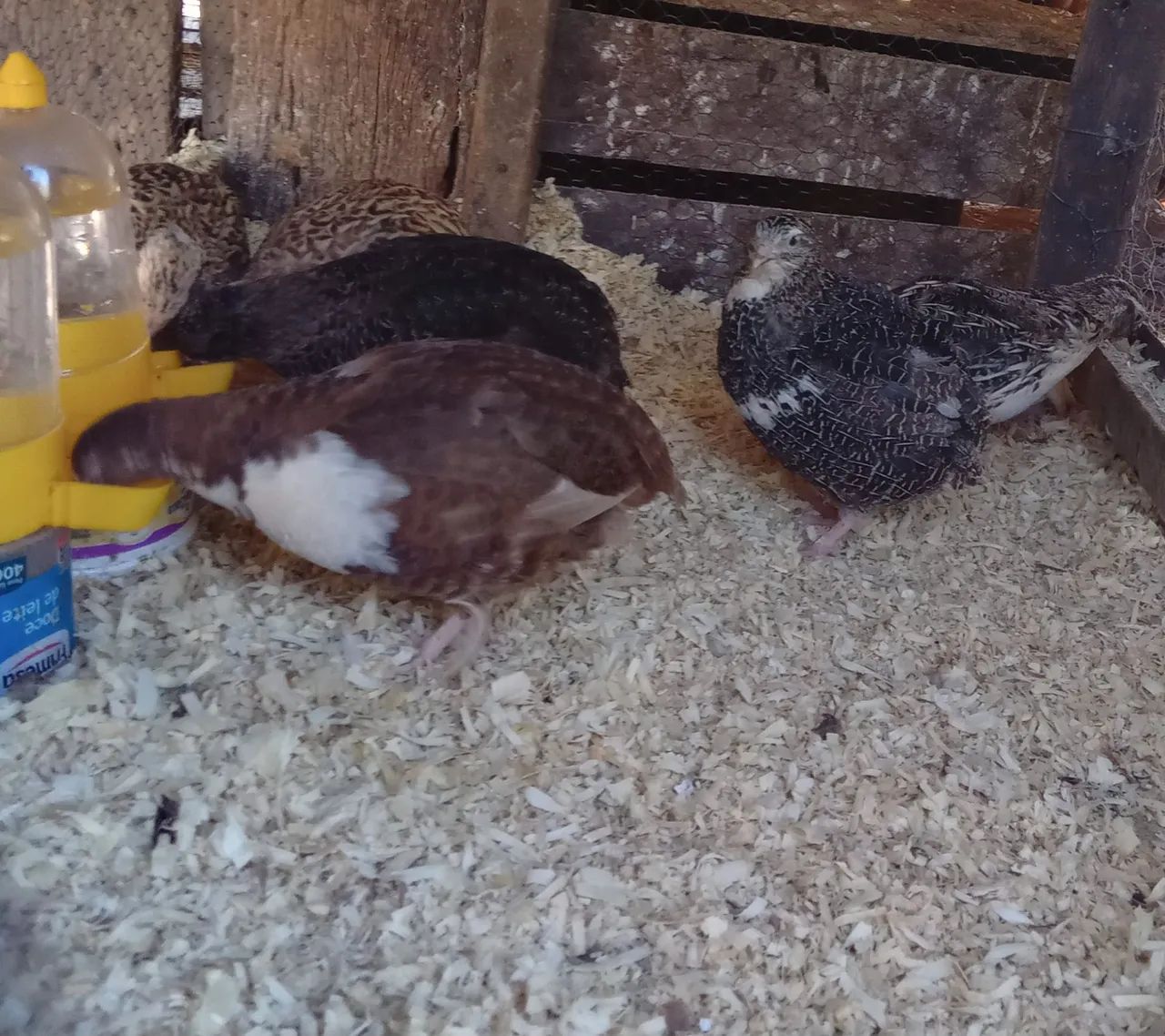 OVOS DE CODORNAS GIGANTES FÉRTEIS E RECÉM NASCIDAS