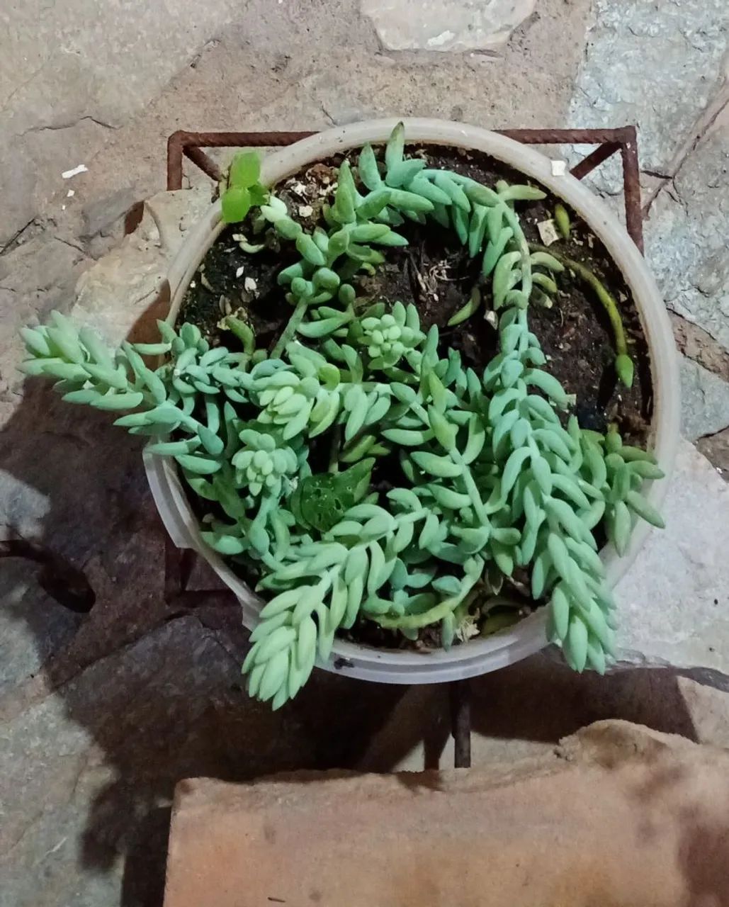 Suculentas  - Foto 2