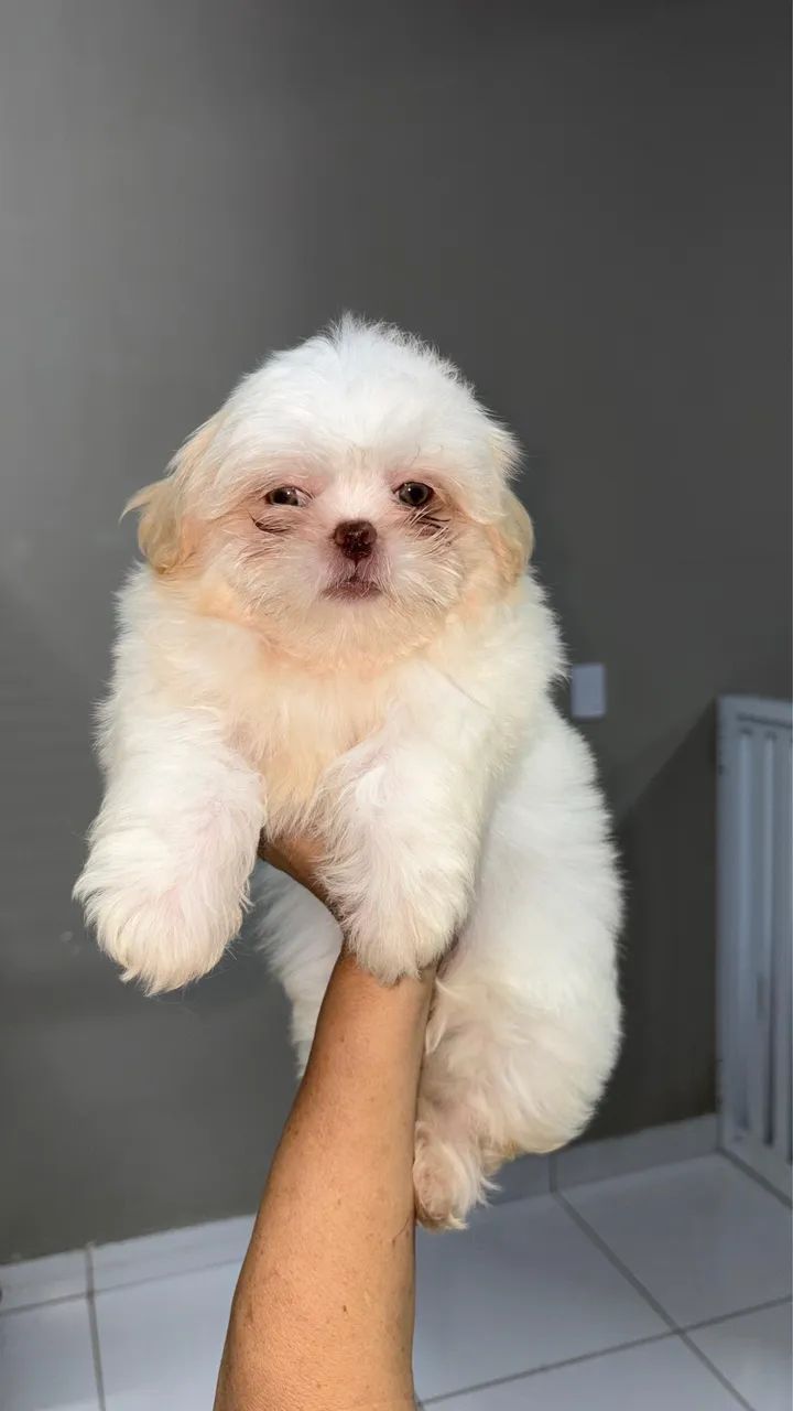 Cachorro  - Foto 3