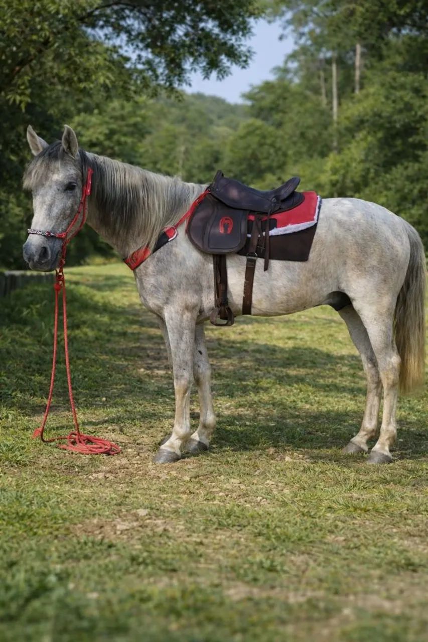 Cavalo Tordilho  - Foto 2