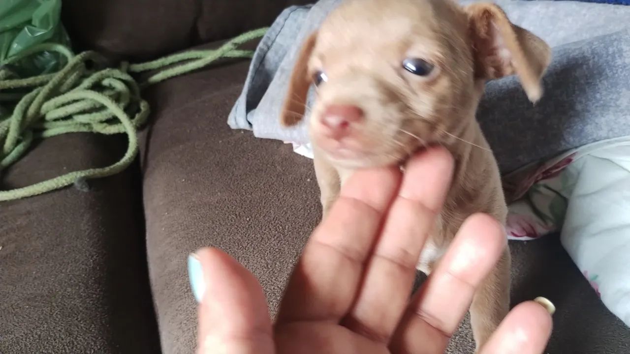 Cachorro Pincher  - Foto 4