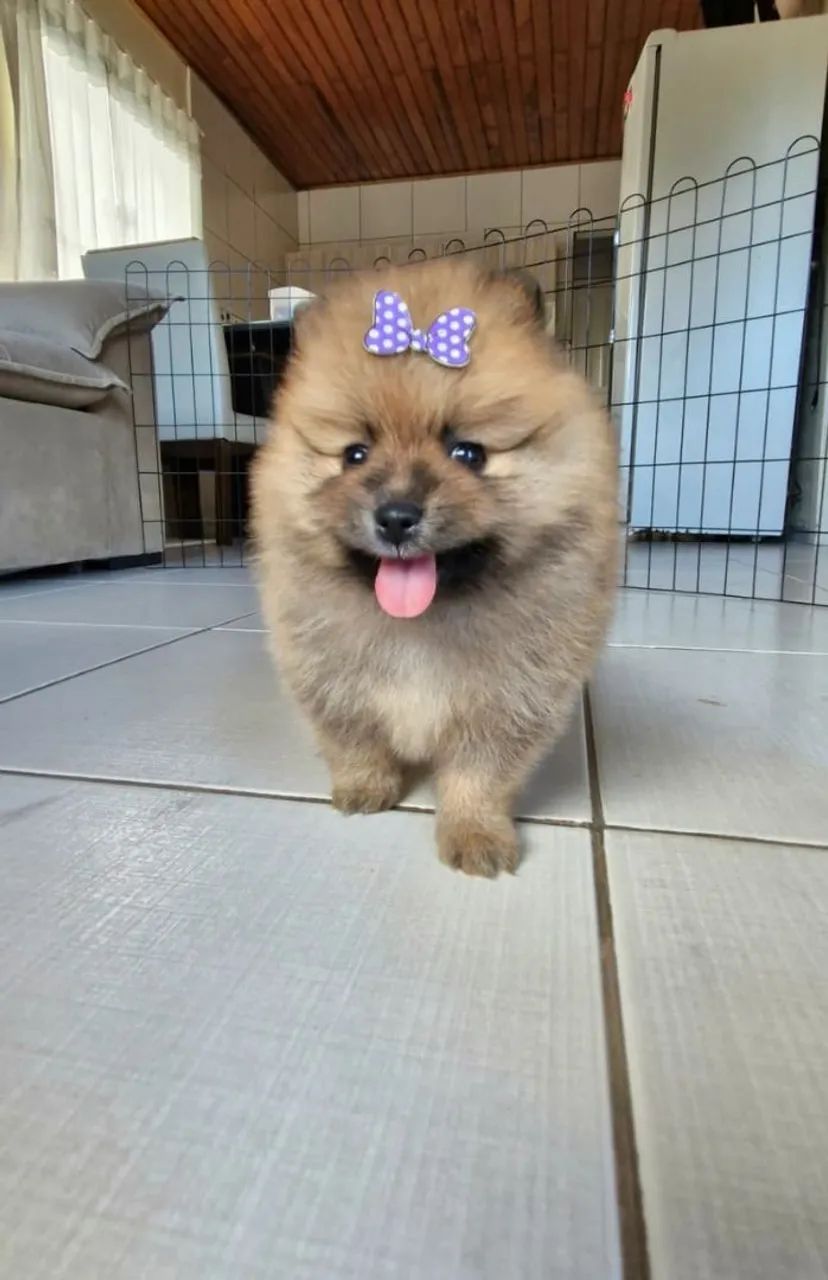 Fêmea spitz Alemão 
