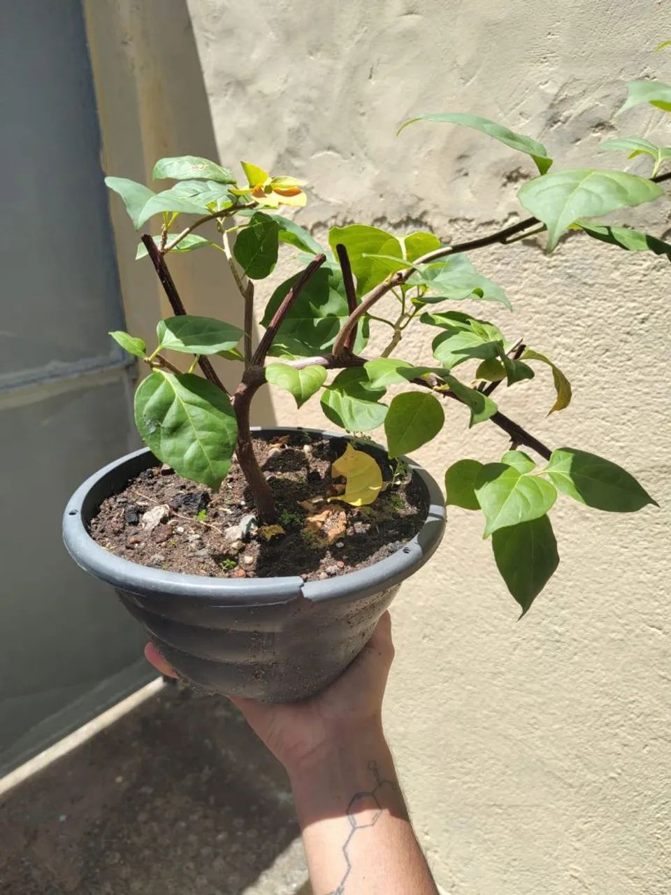Bonsai  - Foto 5