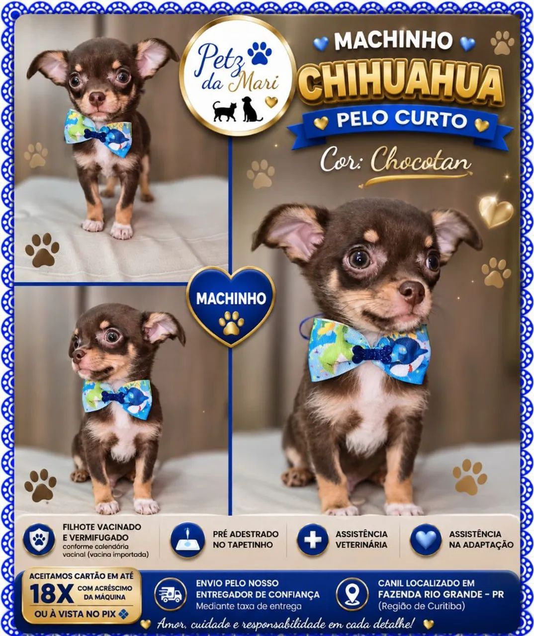 Chihuahua  machinho pelo curto  Chocotan