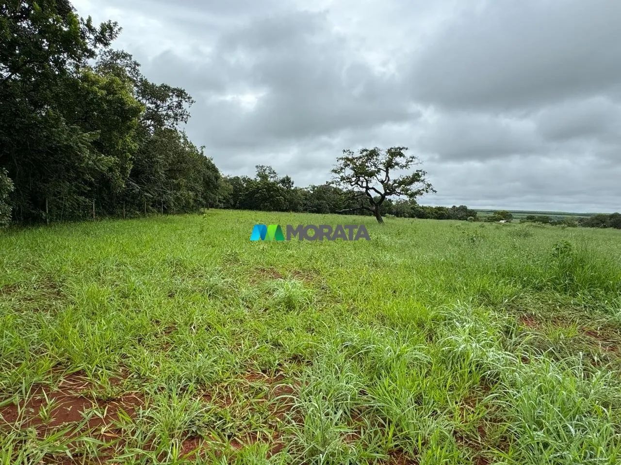 FAZENDA À VENDA - 97 HECTARES - CURVELO (MG) - Foto 3