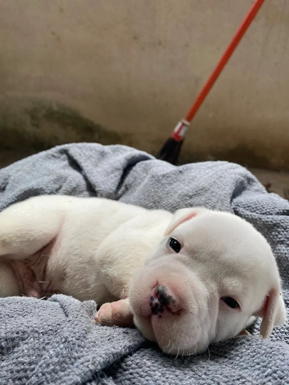 Cachorro  - Foto 3