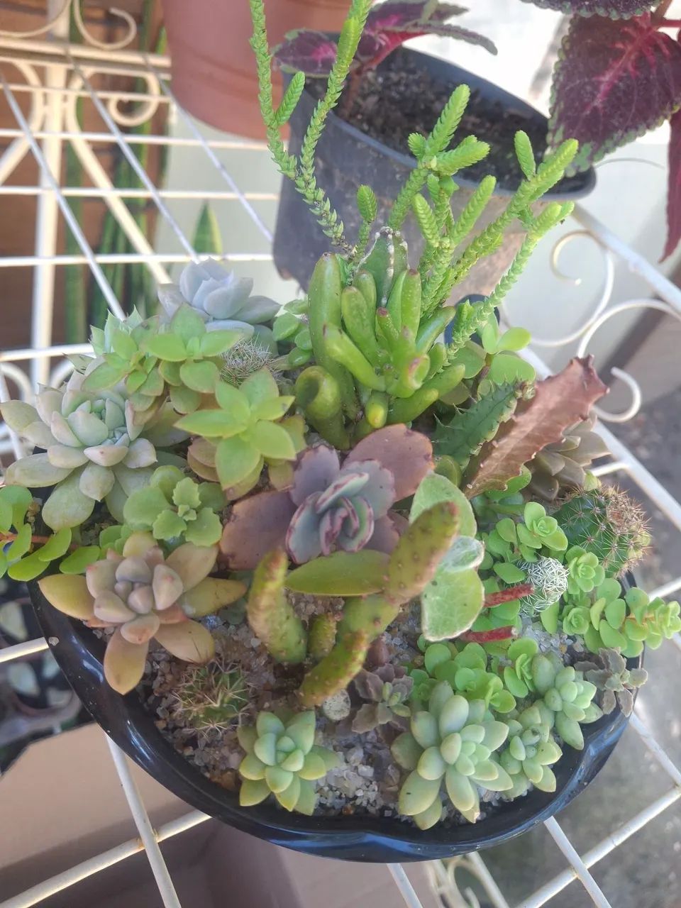 Mini Jardim - Foto 2