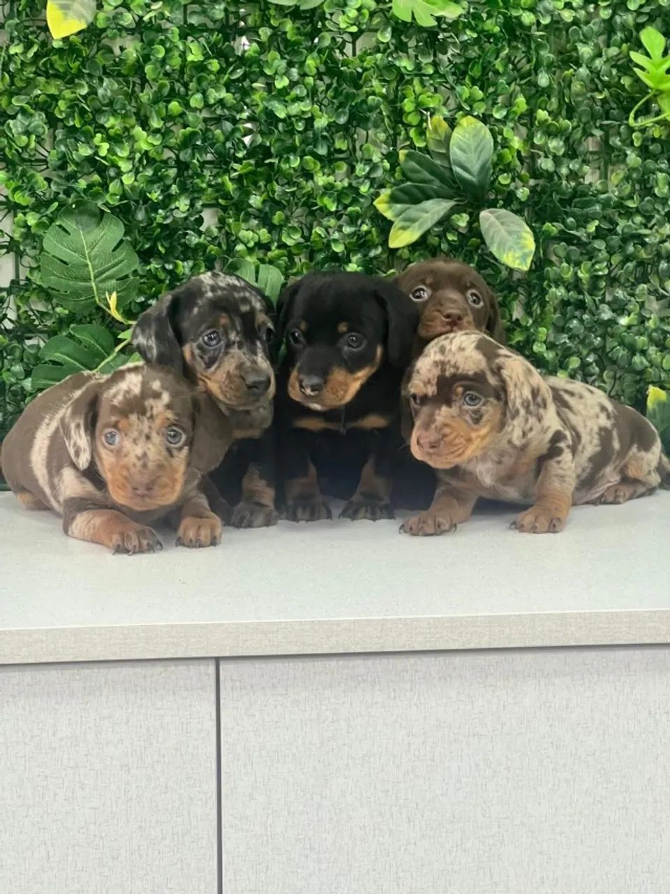 Dachshunds Arlequins e cofap 