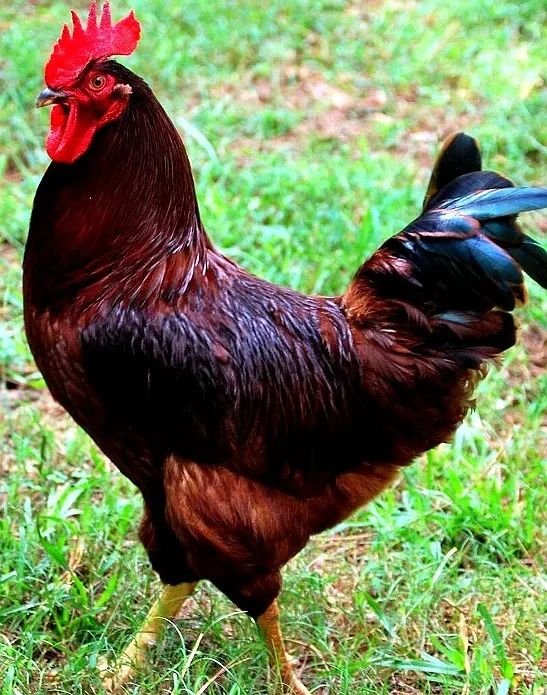 Galinhas e Galos Rhode Island Red - Alta Postura | Campo Grande MS - Foto 2