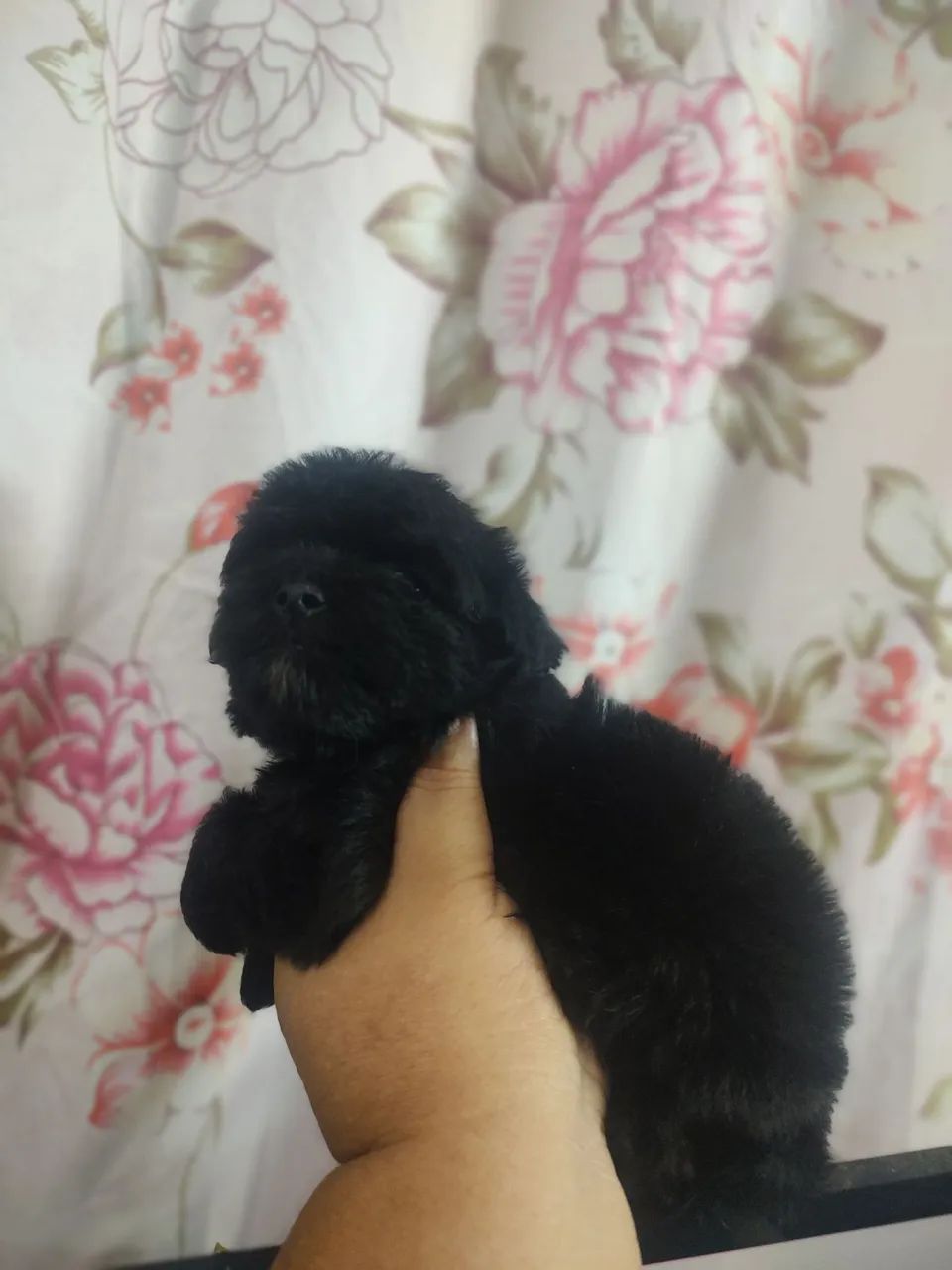 Poodle Toy macho preto