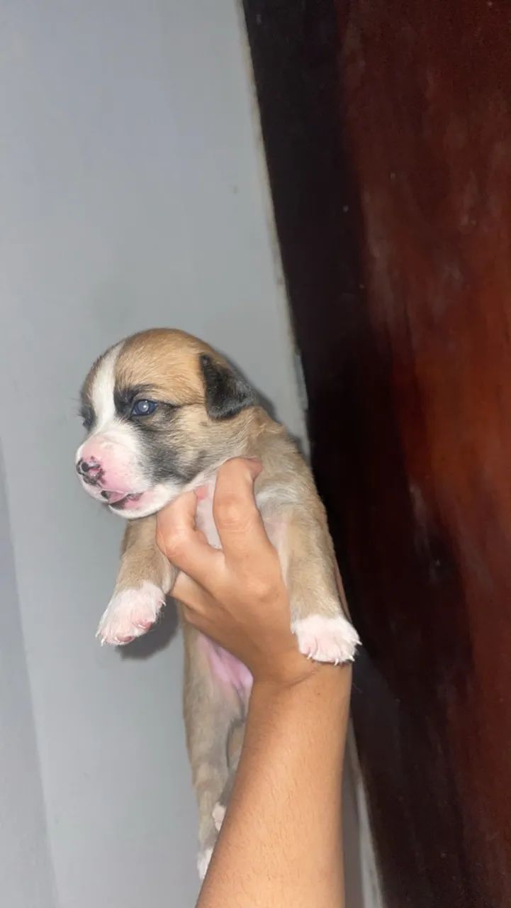 Cachorro p adoção  - Foto 3