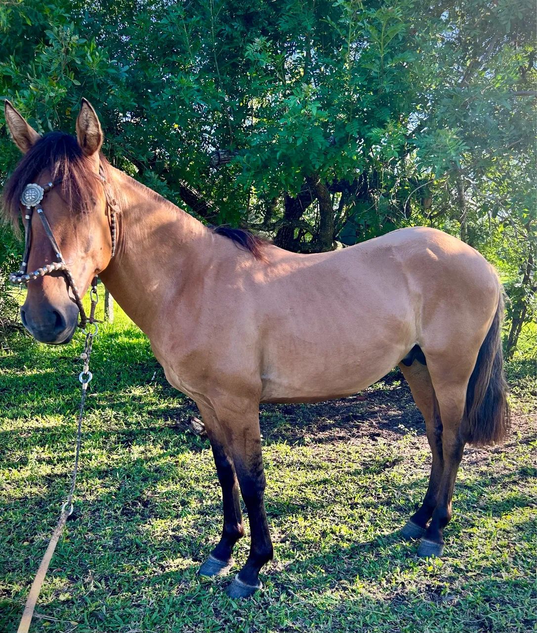 Potro crioulo - Foto 3