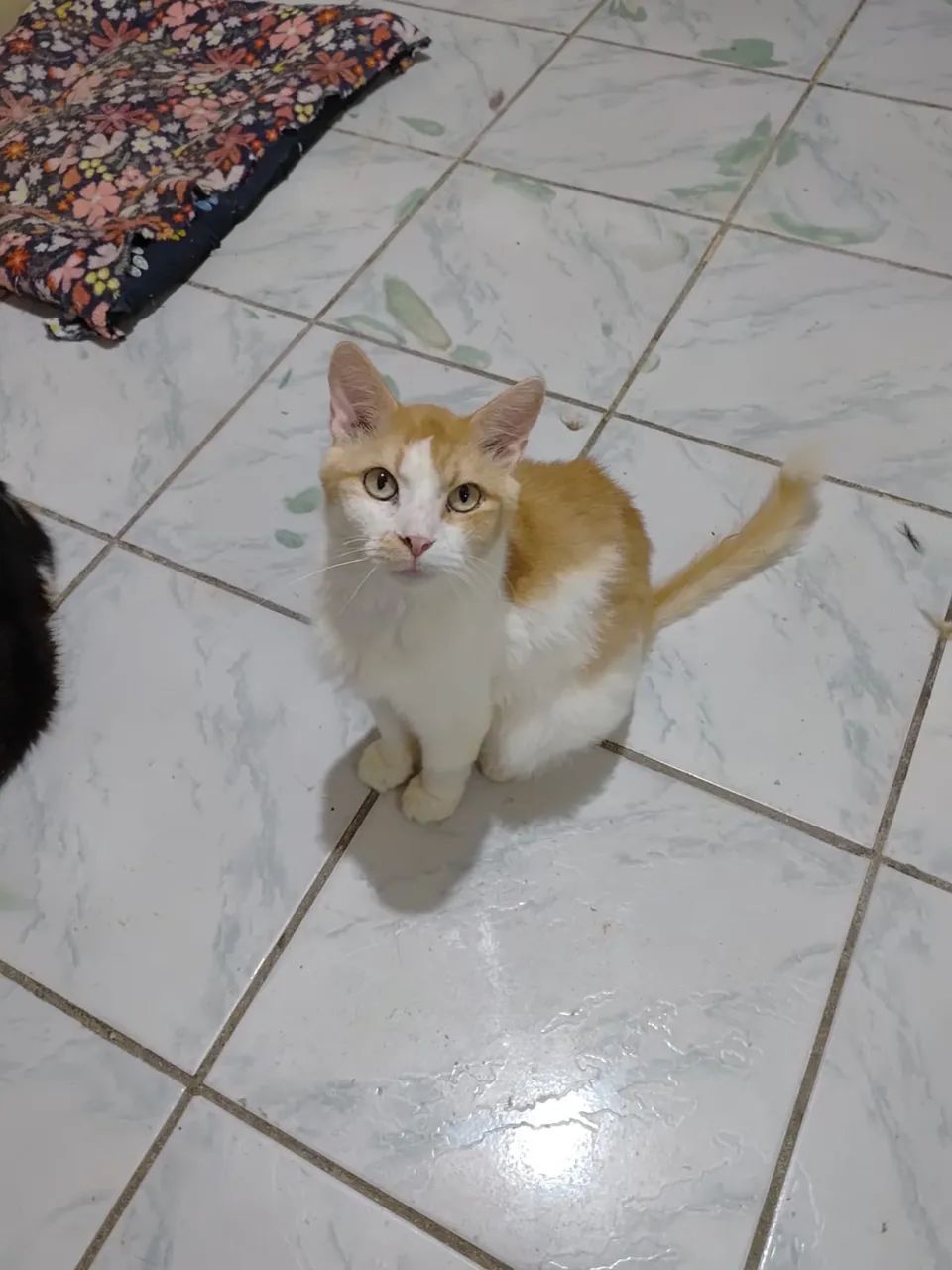 Gato laranja castrado e vacinado fiv +  - Foto 2