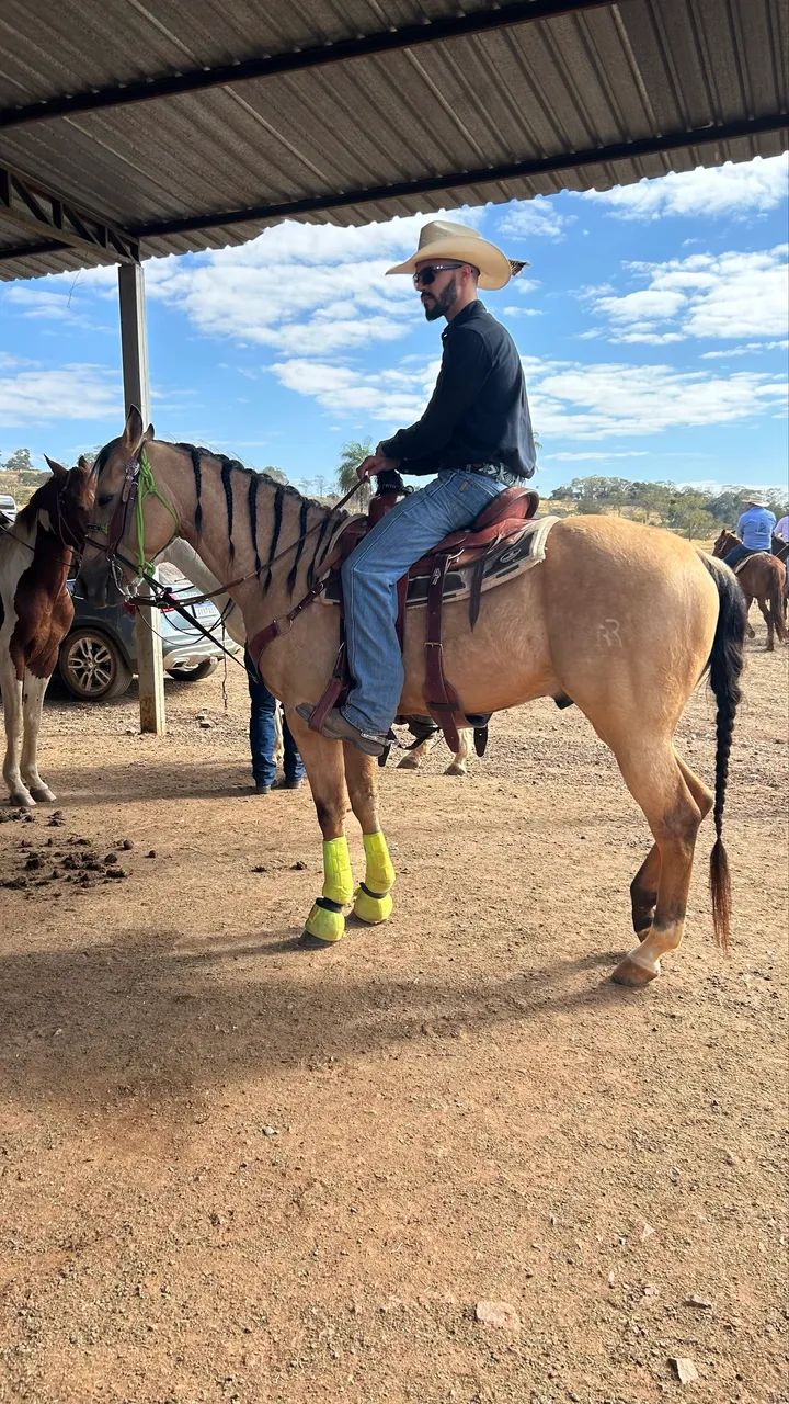 Cavalo Baio Pronto no Laço (Cabeça e Pé) - Foto 4