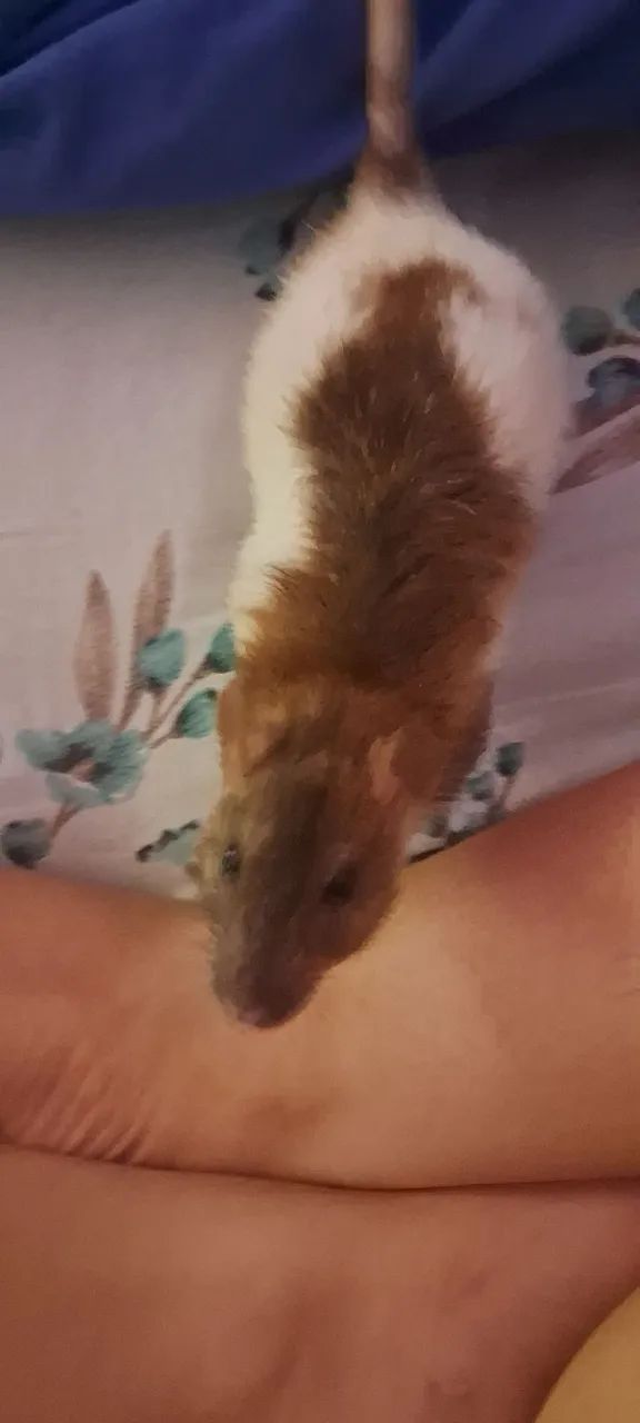 duas ratinhas twister DOAÇÃO (valor simbólico)  - Foto 2