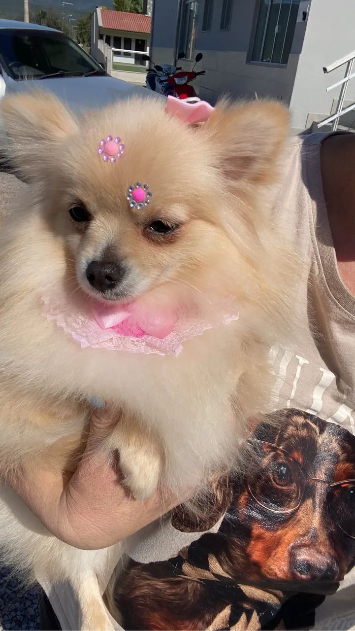Linda fêmea  - Foto 2