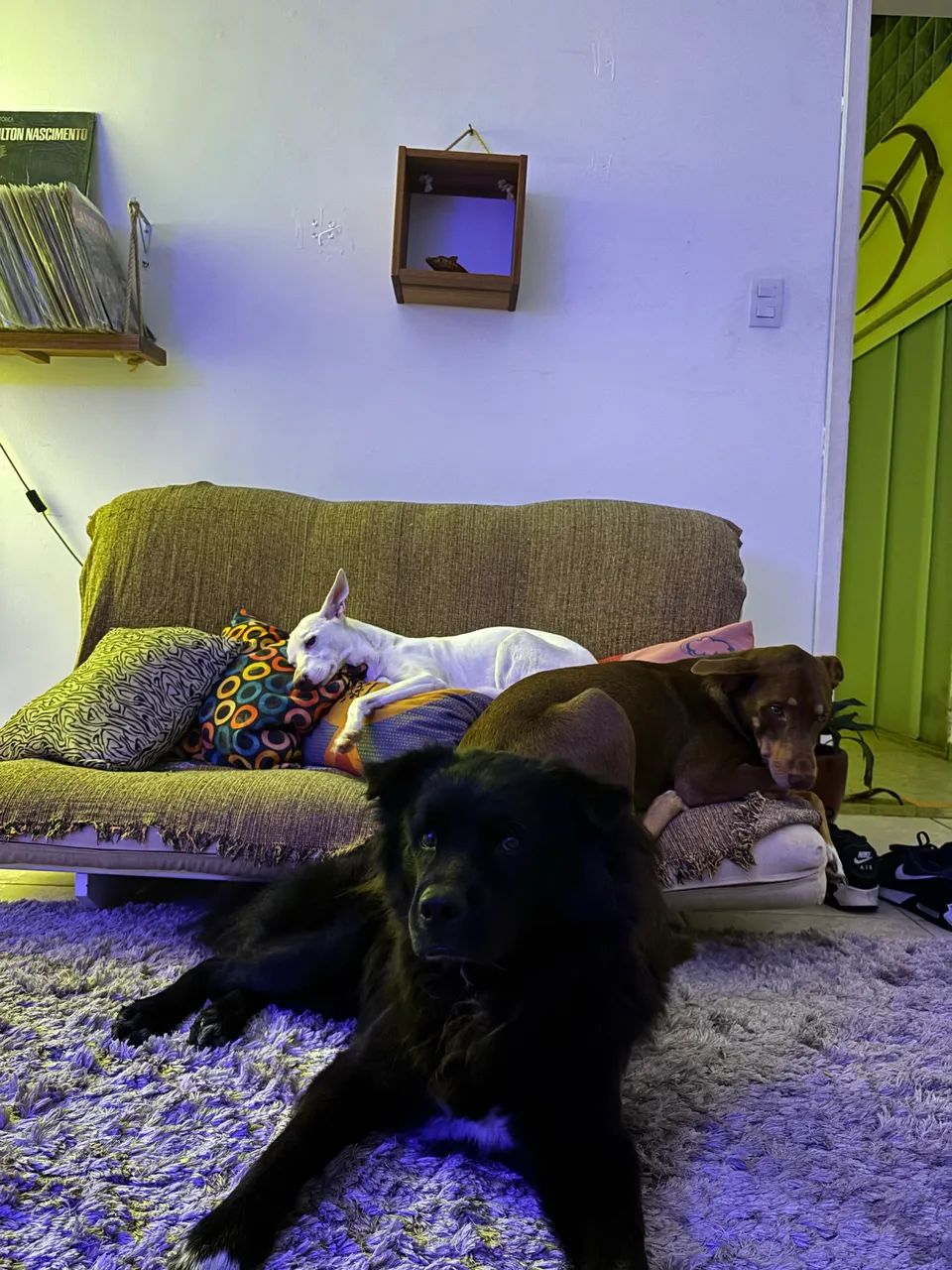 Adoção responsável  - Foto 5