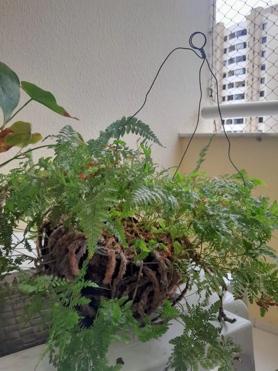 Plantas diversas - Foto 3