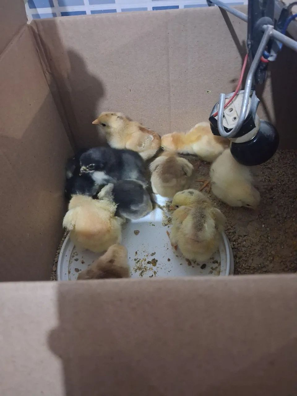 Pitilho  - Foto 2