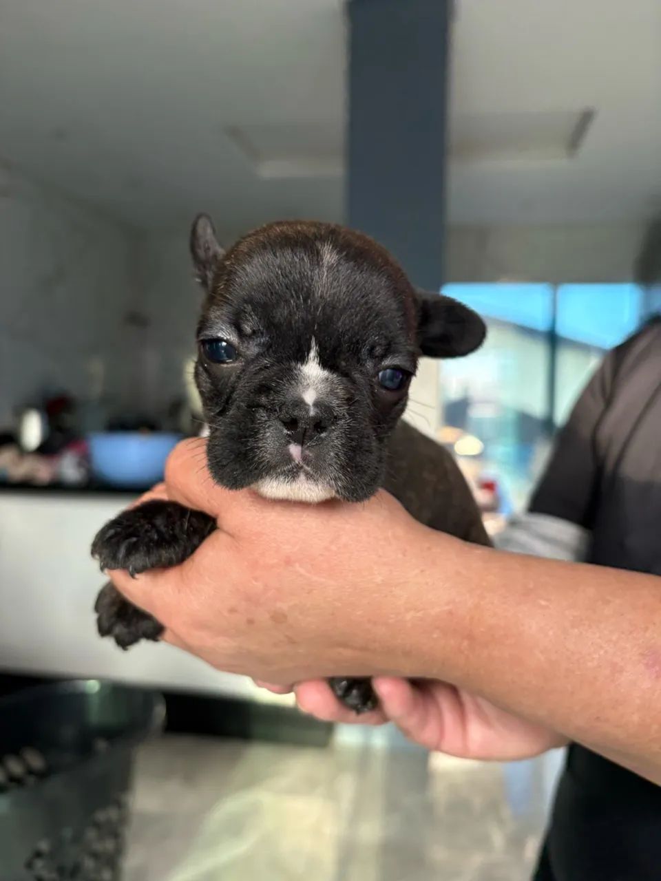 Bulldog francês  - Foto 5