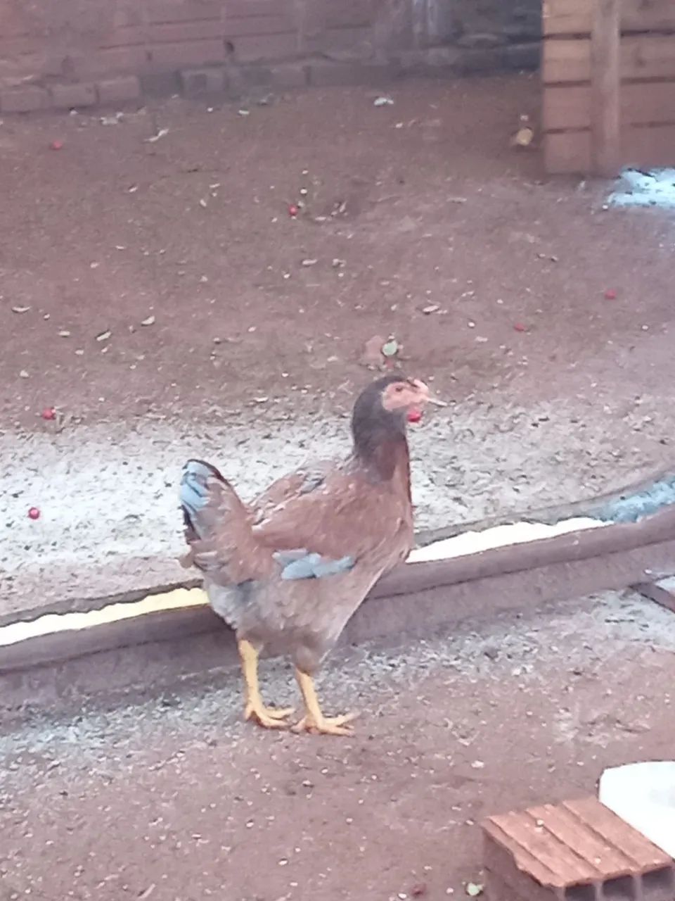 Vendo Galo Mestiço - Foto 4