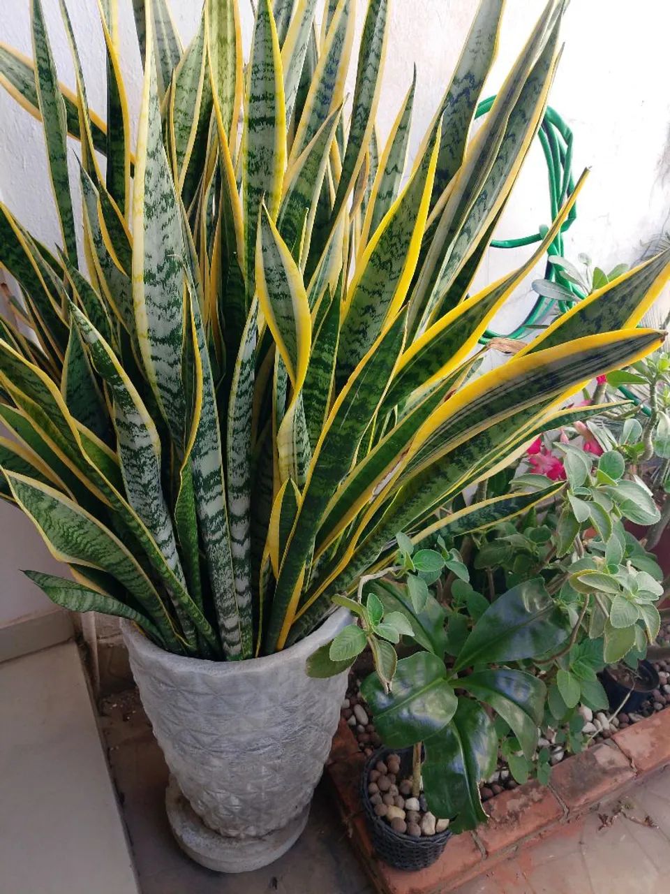 Vaso com planta ornamental - Foto 2