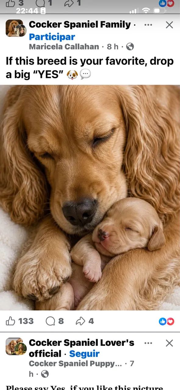 Coker spaniel  - Foto 2