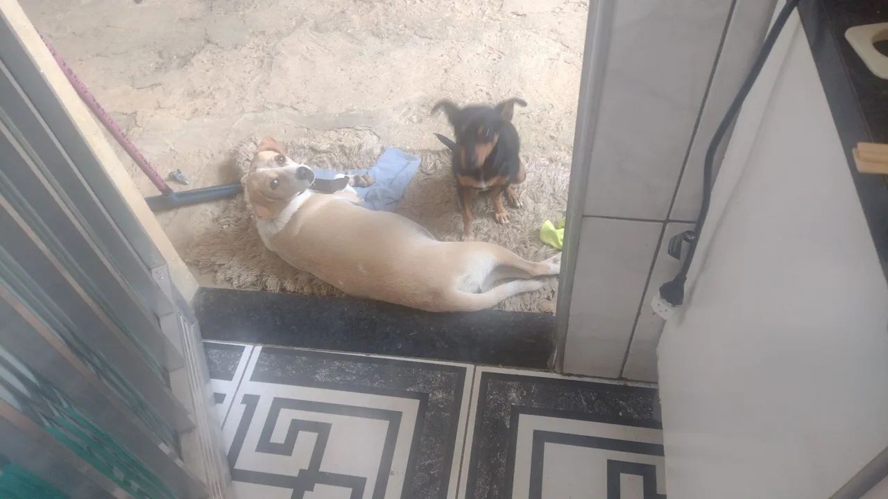 Doação Responsável  - Foto 3