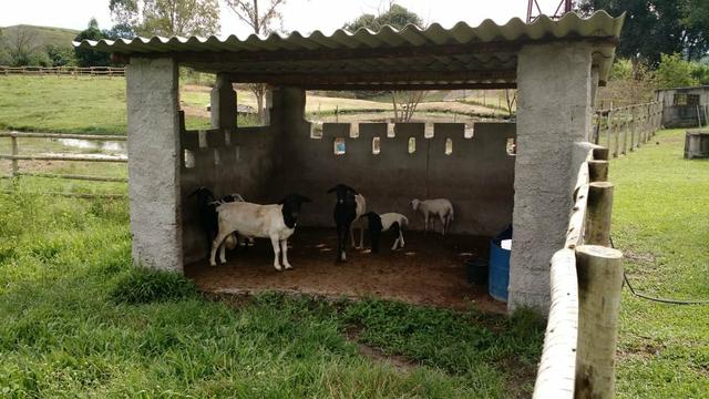Belíssimo sítio em Agro Brasil - Cachoeiras de Macacu RJ 116 oportunidade!!!! - Foto 7
