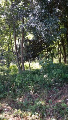 Linda área para chácara de lazer com 02 hectares - Foto 2