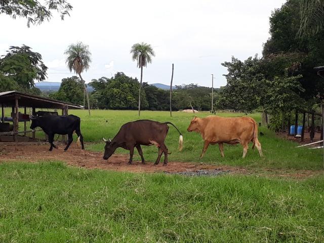 Confinamento ou Laticínio na comunidade olho d"agua na BR 364 a 30 km de Cuiabá - Foto 9