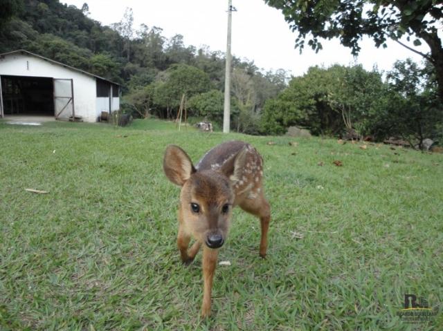 Lindo imóvel rural na cidade de cabreúva - Foto 13