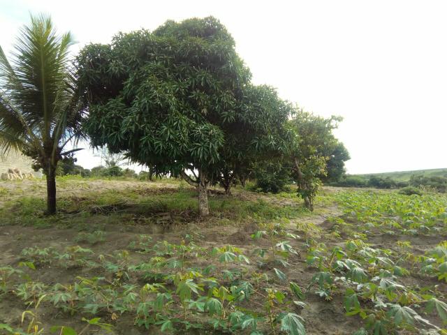 Vendo terreno aqui em São Sebastião Alagoas - Foto 2