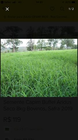 Sementes de capim buffel áridus e andropogon - Foto 6
